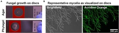 Advances and Challenges in Fluorescence in situ Hybridization for Visualizing Fungal Endobacteria